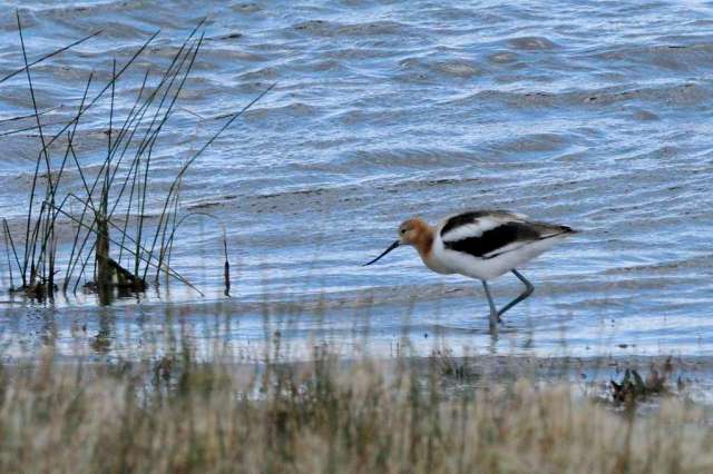 American Avocet
