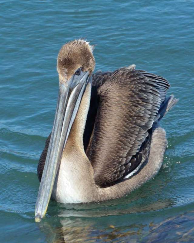 Brown pelican close up