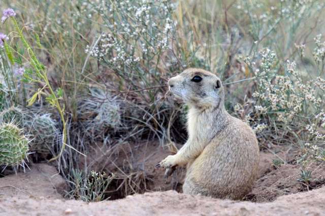 White-tailed Praire Dog