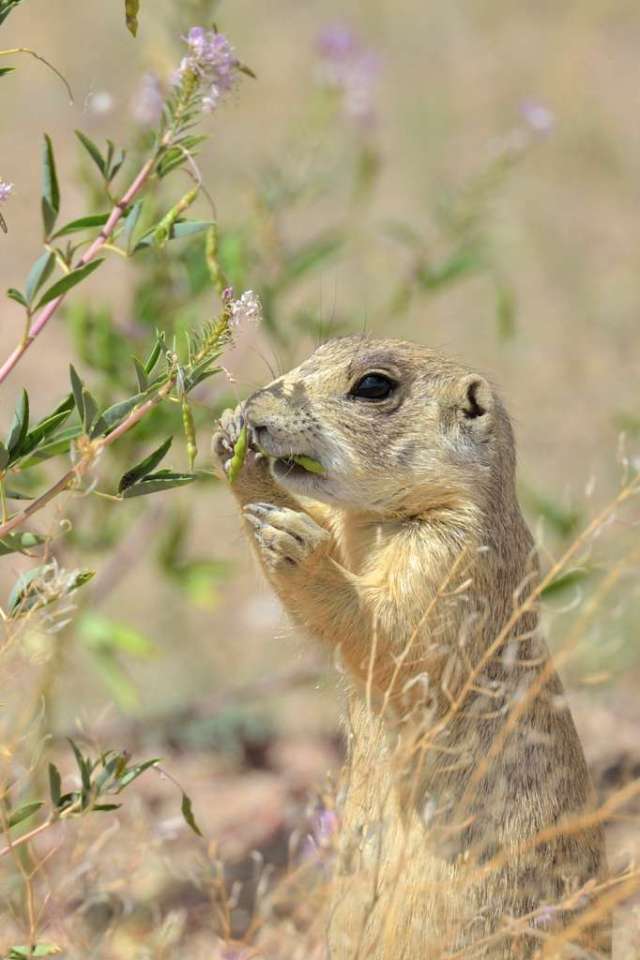 White-tailed Praire Dog having a snack