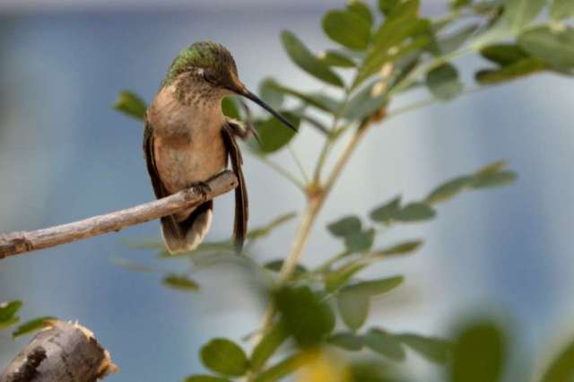 A hummingbird in Colorado