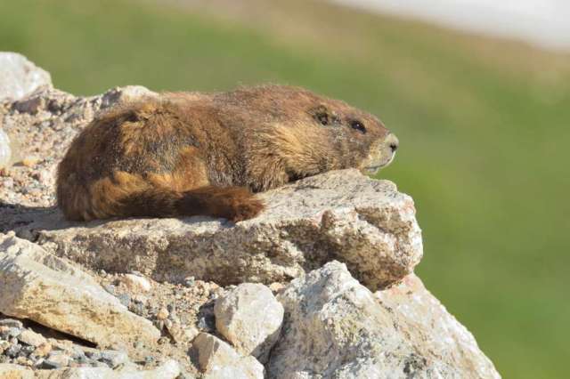A marmot enjoying the morning sun A marmot enjoying the morning sun
