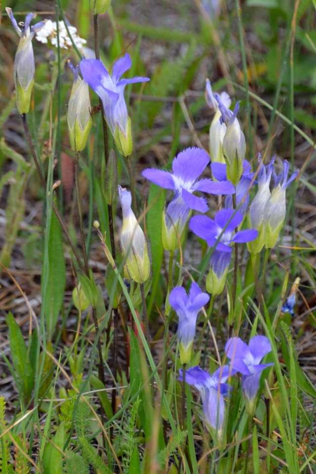 Wildflowers in Yellowstone NP Wildflowers in Yellowstone NP