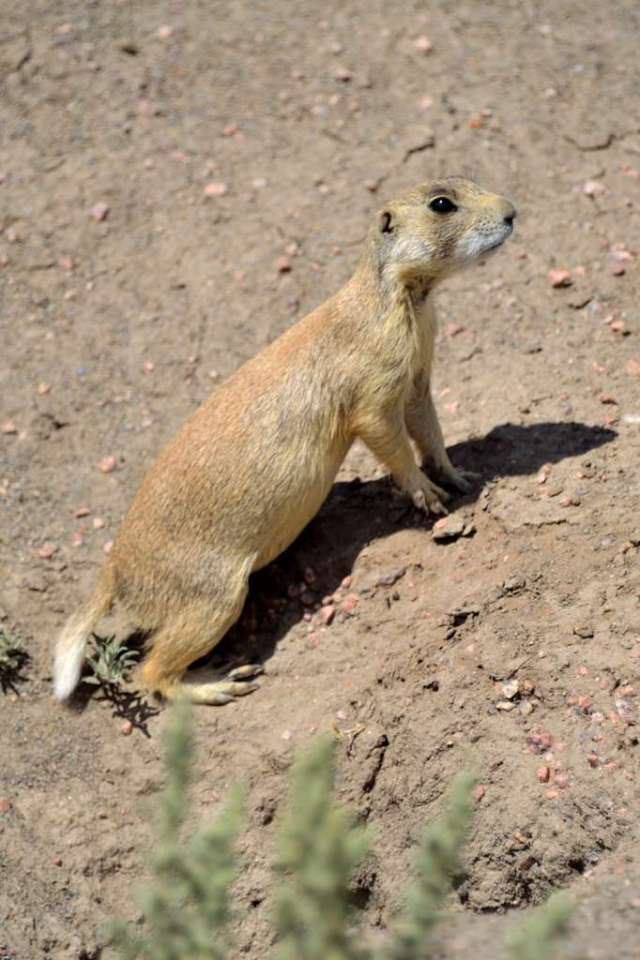 White-tailed Prarie Dog near its den