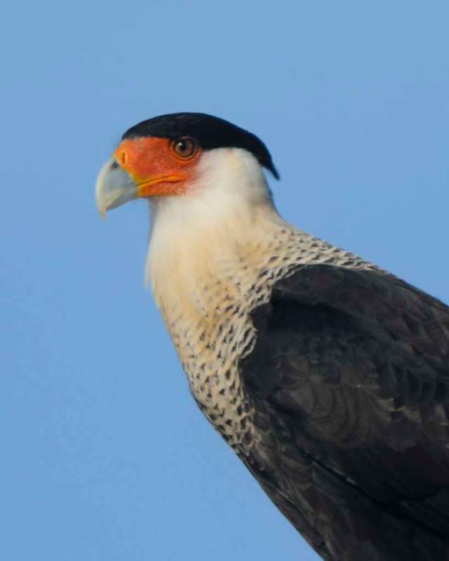 Crested Caracara