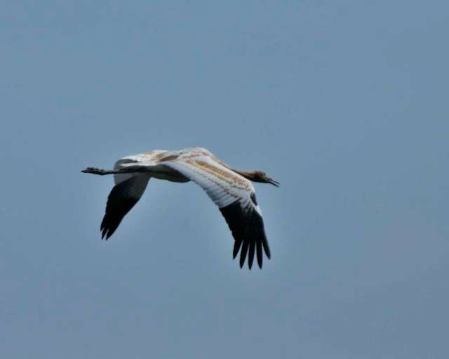 Immature whooping crane in flight