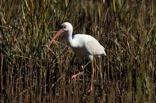 White Ibis