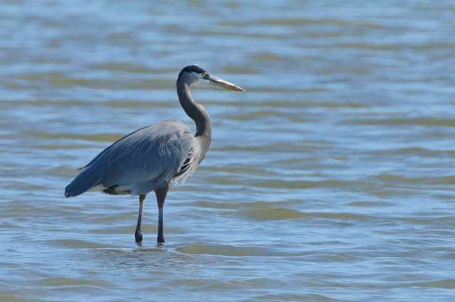 Great blue heron near the Gulf coast of Texas