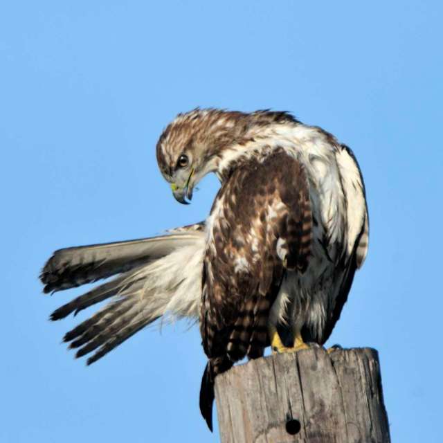 Broad winged hawk