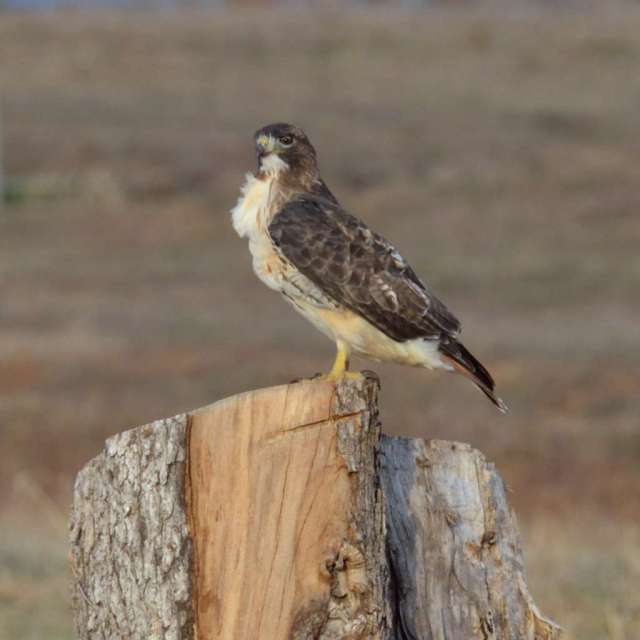 Red tailed hawk