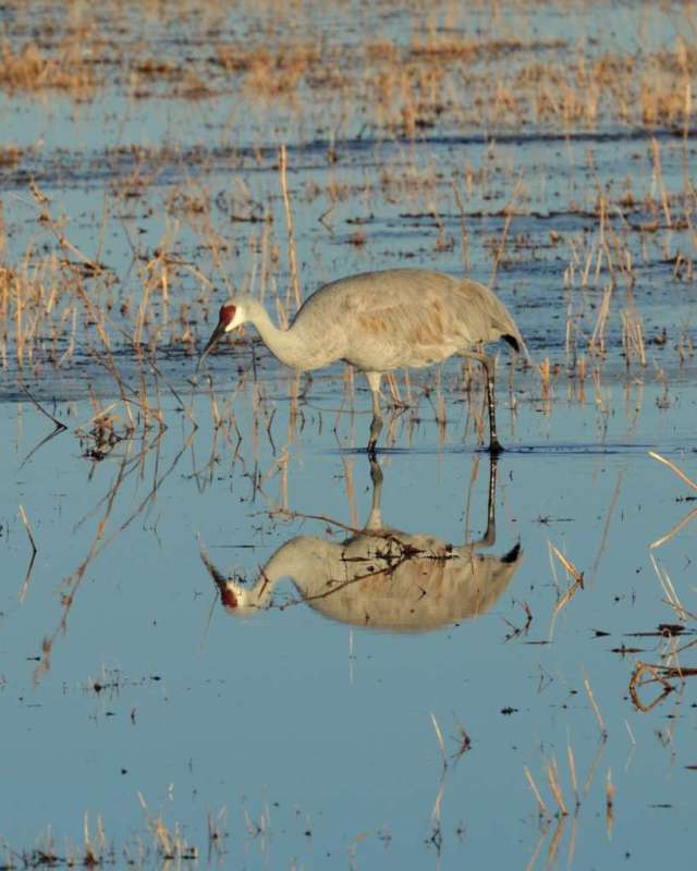 Sandhill crane in Bosque del Apache NWR in NM