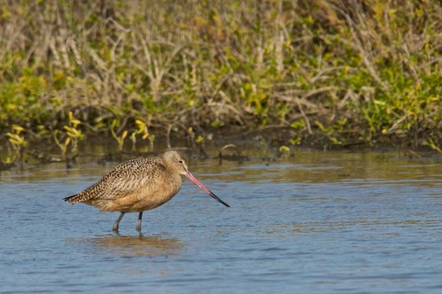 Marbled Godwit