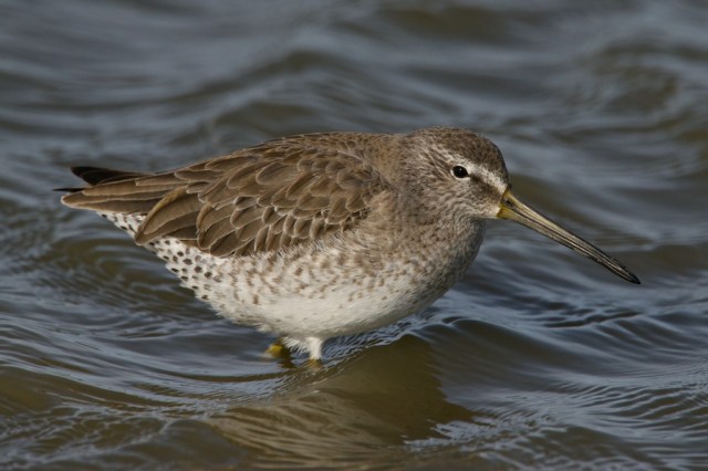 short billed dowitcher