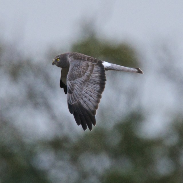 Northern Harrier