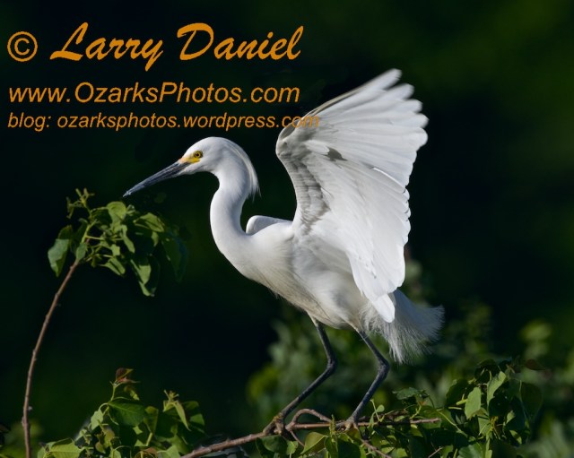 Great Egret Landing, Late Afternoon
