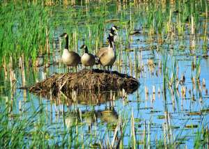 Canada Goose Family posing
